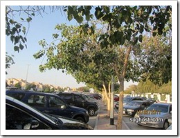 "Peepal" Tree in a Parking Area outside a Public Park, Dubai