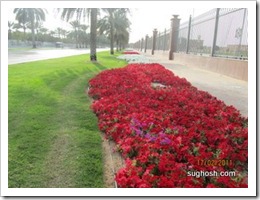 Road Side Fowers, Dubai